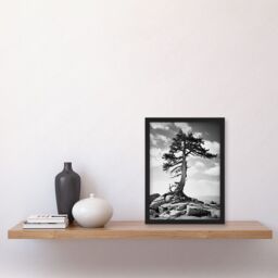 Artery8 Wall Art Print Weathered Jeffrey Pine Standing on a Rocky Hill Black & White Photograph Lone Tree Artwork Framed A4 - thumbnail 2