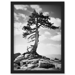 Artery8 Wall Art Print Weathered Jeffrey Pine Standing on a Rocky Hill Black & White Photograph Lone Tree Artwork Framed A4 - thumbnail 1