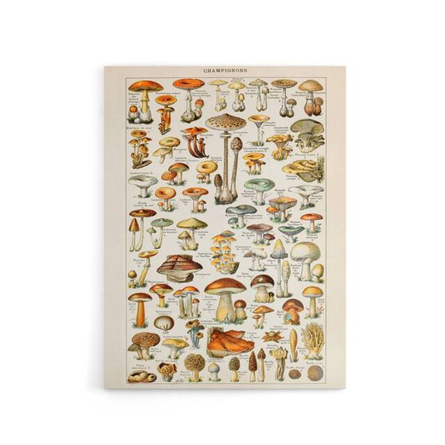 "Artery8 Millot Encyclopedia Page Mushroom Fungus Canvas Wall Art Print - Size: W18"" x H24""" - image 1