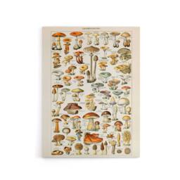 "Artery8 Millot Encyclopedia Page Mushroom Fungus Canvas Wall Art Print - Size: W18"" x H24""" - thumbnail 1