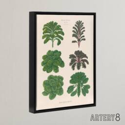 "Artery8 Kales & Brussel Sprouts Ernst Benary Framed Canvas Wall Art Print in White - Size: W12"" x H16""" - thumbnail 2
