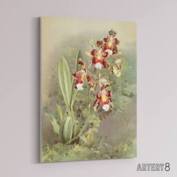 "Artery8 Frederick Sander Odontoglossum Harryanum Orchid Canvas Wall Art Print - Size: W12"" x H16""" - thumbnail 2
