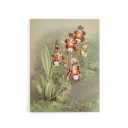 "Artery8 Frederick Sander Odontoglossum Harryanum Orchid Canvas Wall Art Print - Size: W12"" x H16""" - thumbnail 1