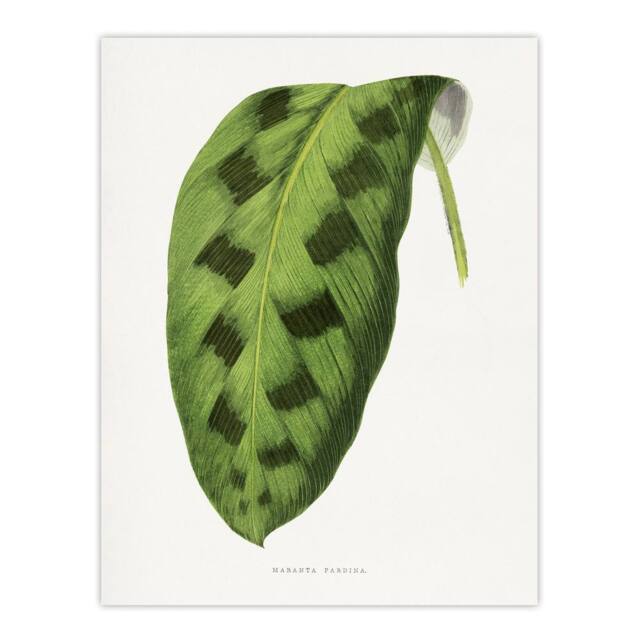 "Artery8 AF Lydon Benjamin Fawcett Maranta Pardina Leaf Wall Art Print in White - Size: W12"" x H16""" - image 1