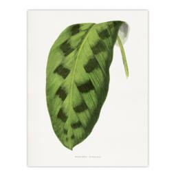 "Artery8 AF Lydon Benjamin Fawcett Maranta Pardina Leaf Wall Art Print in White - Size: W12"" x H16""" - thumbnail 1