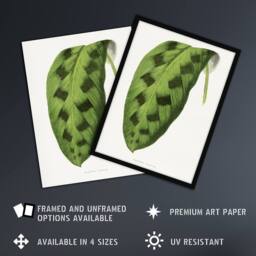 "Artery8 AF Lydon Benjamin Fawcett Maranta Pardina Leaf Wall Art Print in White - Size: W12"" x H16""" - thumbnail 2