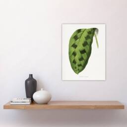 "Artery8 AF Lydon Benjamin Fawcett Maranta Pardina Leaf Wall Art Print in White - Size: W12"" x H16""" - thumbnail 4