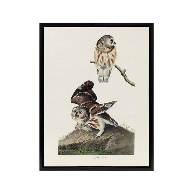 "Artery8 Birds Of America Little Owls Audubon Nature Black Framed Canvas Art in White - Size: W12"" x H16""" - image 1