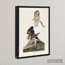"Artery8 Birds Of America Little Owls Audubon Nature Black Framed Canvas Art in White - Size: W12"" x H16""" - thumbnail 2