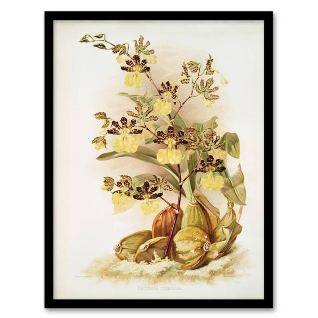 Artery8 Frederick Sander Oncidium Tigrinum Orchid Flowers Framed Art Print - Size: A4 - image 1