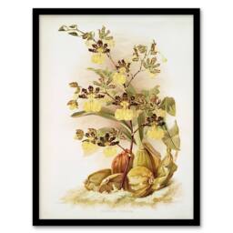 Artery8 Frederick Sander Oncidium Tigrinum Orchid Flowers Framed Art Print - Size: A4 - thumbnail 1