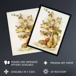 Artery8 Frederick Sander Oncidium Tigrinum Orchid Flowers Framed Art Print - Size: A4 - thumbnail 2