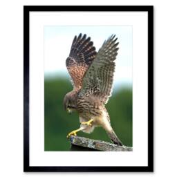 "Artery8 Kestrel Bird Prey Raptor Action Home Decor 12x16"" Framed Art Print in Green - Size: W12"" x H16""" - thumbnail 1