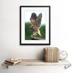 "Artery8 Kestrel Bird Prey Raptor Action Home Decor 12x16"" Framed Art Print in Green - Size: W12"" x H16""" - thumbnail 2