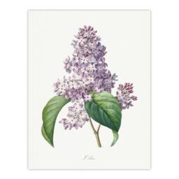 Artery8 Pierre J Redoute Framed Wall Art Lilac Vintage Floral Illustration in White - Size: A4 - thumbnail 3