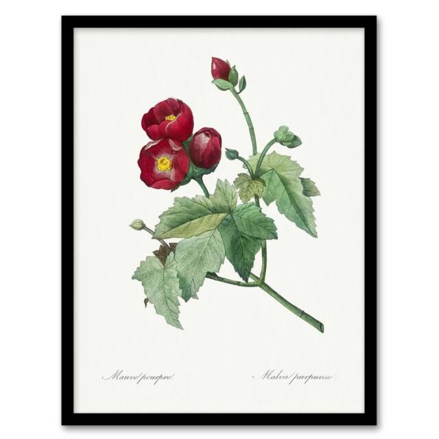 Artery8 Callirhoe Poppy Mallow Flower Redoute Vintage Framed Wall Art Print in White - Size: A4 - image 1