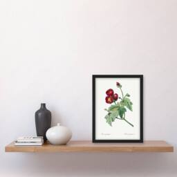 Artery8 Callirhoe Poppy Mallow Flower Redoute Vintage Framed Wall Art Print in White - Size: A4 - thumbnail 4