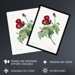 Artery8 Callirhoe Poppy Mallow Flower Redoute Vintage Framed Wall Art Print in White - Size: A4 - thumbnail 2