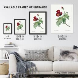 Artery8 Callirhoe Poppy Mallow Flower Redoute Vintage Framed Wall Art Print in White - Size: A4 - thumbnail 3