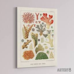 "Artery8 Great Barrier Reef of Australia Corals Kent Canvas Wall Art Print in White - Size: W12"" x H16""" - thumbnail 2