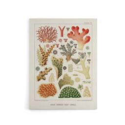 "Artery8 Great Barrier Reef of Australia Corals Kent Canvas Wall Art Print in White - Size: W12"" x H16""" - thumbnail 1