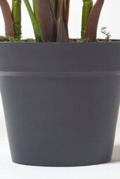 Homescapes Areca Palm Tree in Pot, 160 cm Tall in Green - thumbnail 3