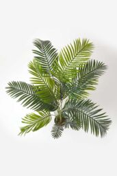 Homescapes Areca Palm Tree in Pot, 160 cm Tall in Green - thumbnail 2