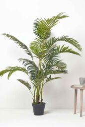 Homescapes Areca Palm Tree in Pot, 160 cm Tall in Green - thumbnail 6
