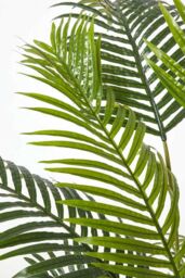 Homescapes Areca Palm Tree in Pot, 160 cm Tall in Green - thumbnail 4