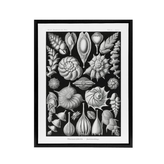 "Artery8 Thalamophora Forams Shells Haeckel Botanical Black Framed Canvas Art - Size: W12"" x H16""" - image 1