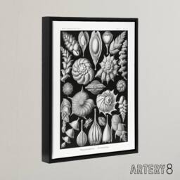 "Artery8 Thalamophora Forams Shells Haeckel Botanical Black Framed Canvas Art - Size: W12"" x H16""" - thumbnail 2
