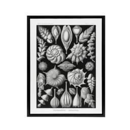 "Artery8 Thalamophora Forams Shells Haeckel Botanical Black Framed Canvas Art - Size: W12"" x H16""" - thumbnail 1