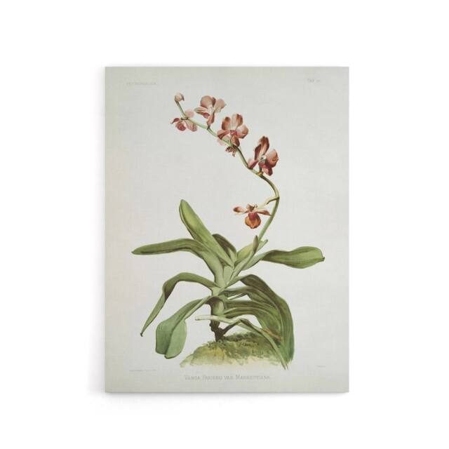 "Artery8 F Sander Marriotts Phalaenopsis Orchid Flowers Canvas Wall Art Print - Size: W12"" x H16""" - image 1