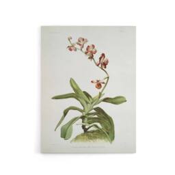 "Artery8 F Sander Marriotts Phalaenopsis Orchid Flowers Canvas Wall Art Print - Size: W12"" x H16""" - thumbnail 1