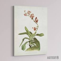 "Artery8 F Sander Marriotts Phalaenopsis Orchid Flowers Canvas Wall Art Print - Size: W12"" x H16""" - thumbnail 2