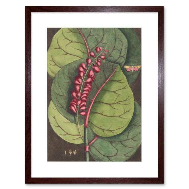 "Artery8 Wall Art Print Flower Coccoloba Uvifera Seagrape Art Framed 9x7 inch in Brown - Size: W7"" x H9""" - image 1