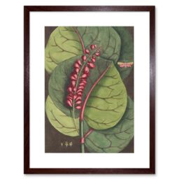 "Artery8 Wall Art Print Flower Coccoloba Uvifera Seagrape Art Framed 9x7 inch in Brown - Size: W7"" x H9""" - thumbnail 1