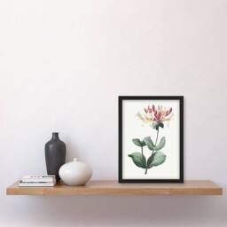 Artery8 Honeysuckle Botanical Redoute Vintage Framed Wall Art Print in White - Size: A4 - thumbnail 4