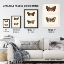 "Artery8 Darling Underwing Moth Illustration Denton Framed Wall Art Print in White - Size: W12"" x H16""" - thumbnail 3