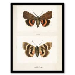 "Artery8 Darling Underwing Moth Illustration Denton Framed Wall Art Print in White - Size: W12"" x H16""" - thumbnail 1