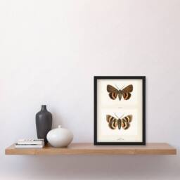 "Artery8 Darling Underwing Moth Illustration Denton Framed Wall Art Print in White - Size: W12"" x H16""" - thumbnail 4