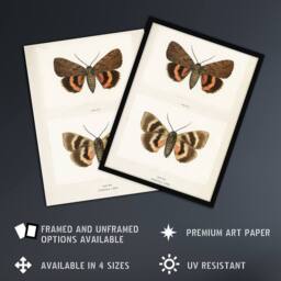 "Artery8 Darling Underwing Moth Illustration Denton Framed Wall Art Print in White - Size: W12"" x H16""" - thumbnail 2