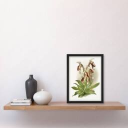 "Artery8 Frederick Sander Cypripedium Morganiae Orchid Flowers Framed Art Print - Size: W12"" x H16""" - thumbnail 4