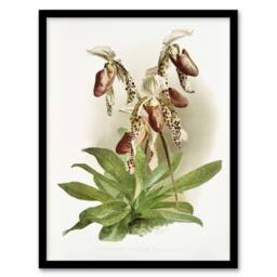 "Artery8 Frederick Sander Cypripedium Morganiae Orchid Flowers Framed Art Print - Size: W12"" x H16""" - thumbnail 1