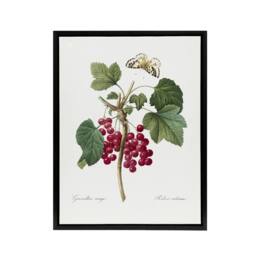 "Artery8 Redcurrant Berries & Butterfly Redoute Framed Canvas Wall Art in White - Size: W12"" x H16""" - thumbnail 1