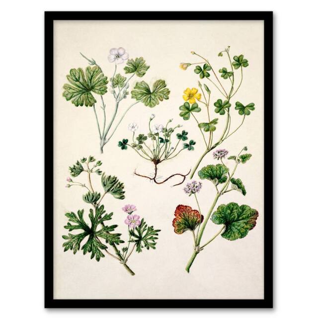 Artery8 Sarah Featon Framed Wall Art Vintage New Zealand Wildflower Illustration in Beige - Size: A4 - image 1