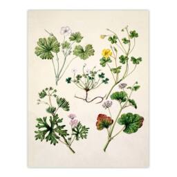 Artery8 Sarah Featon Framed Wall Art Vintage New Zealand Wildflower Illustration in Beige - Size: A4 - thumbnail 3