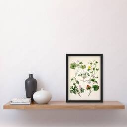 Artery8 Sarah Featon Framed Wall Art Vintage New Zealand Wildflower Illustration in Beige - Size: A4 - thumbnail 2