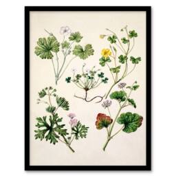 Artery8 Sarah Featon Framed Wall Art Vintage New Zealand Wildflower Illustration in Beige - Size: A4 - thumbnail 1