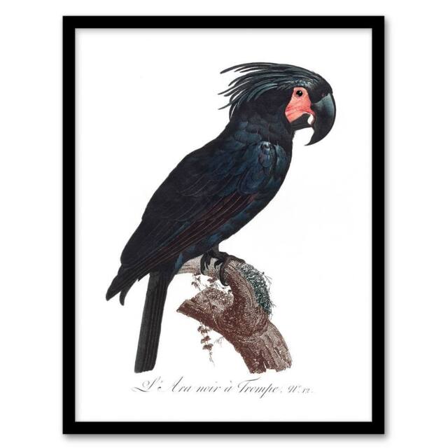 Artery8 Francois Levaillant Framed Wall Art Print Black Palm Cockatoo Parrot in White - Size: A4 - image 1